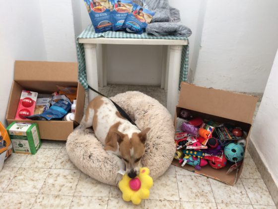 dog with toys