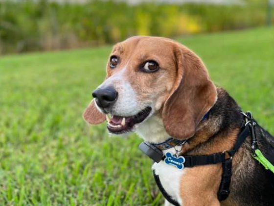 beagle in grass