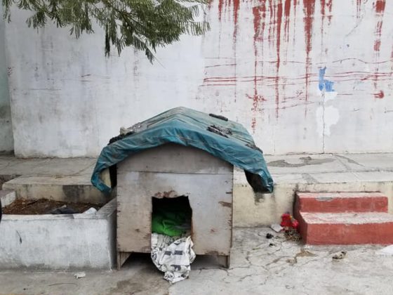 dog house
