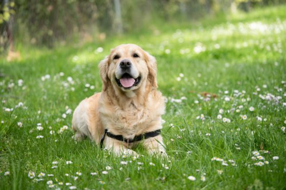 golden retriever in grass