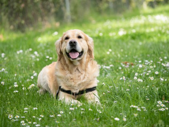 golden retriever in grass