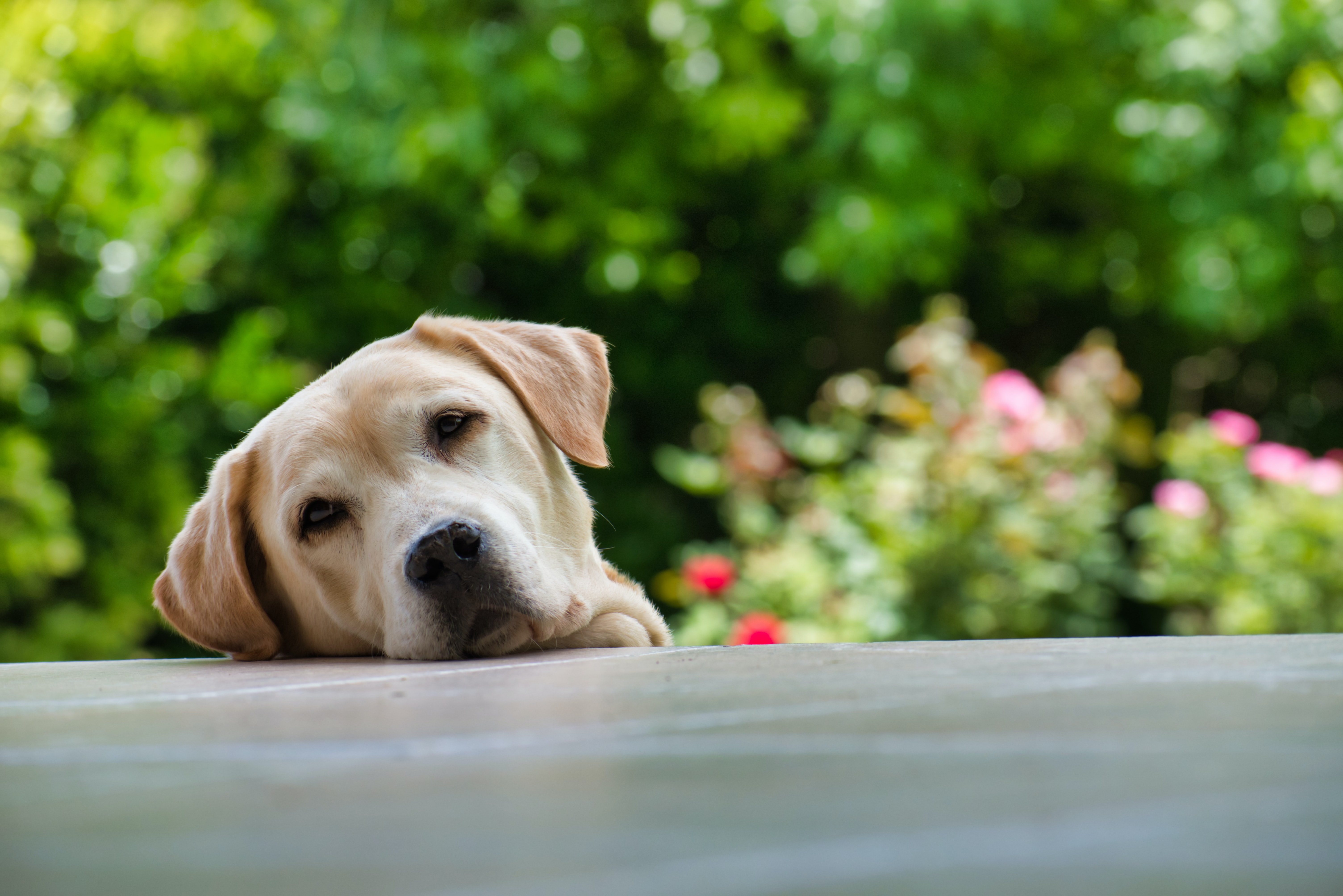 labrador face