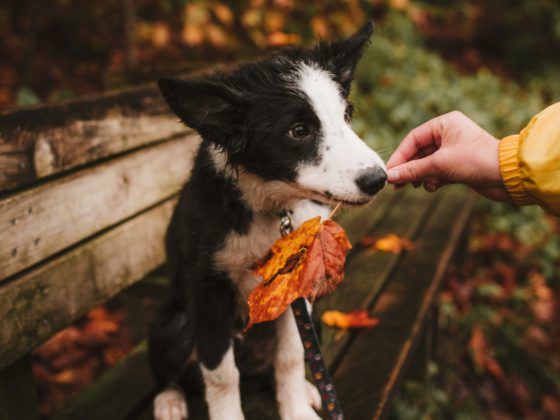 puppy holding leaf