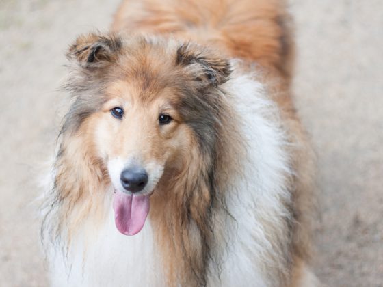 happy collie