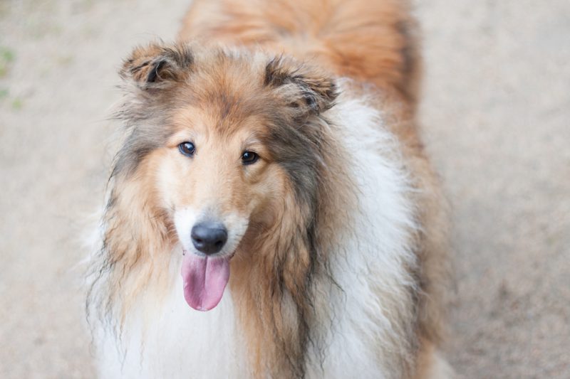 happy collie