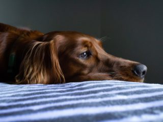 shiny brown dog face