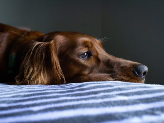 shiny brown dog face