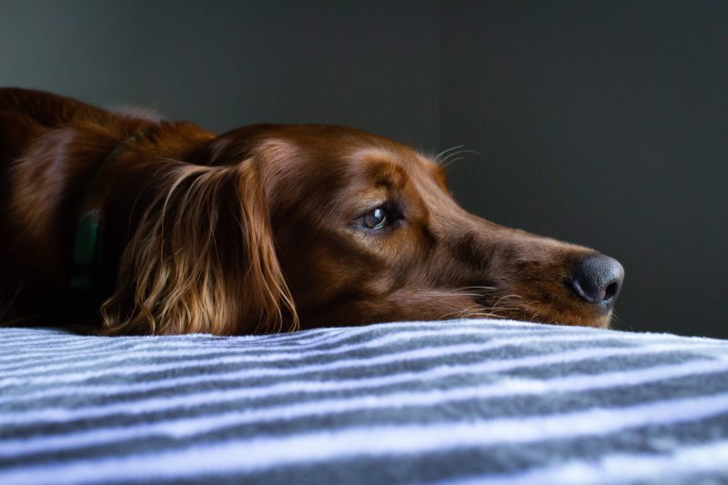 shiny brown dog face