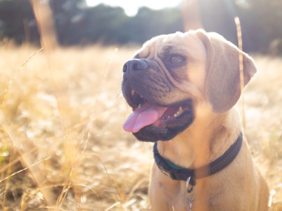 happy dog in field