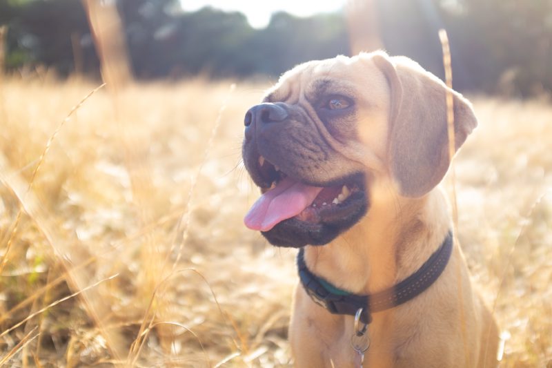 happy dog in field