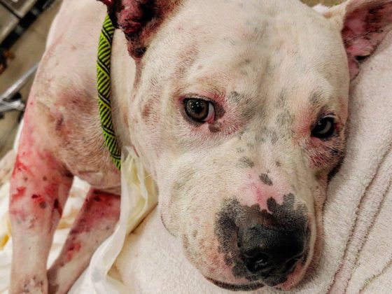 wounded dog