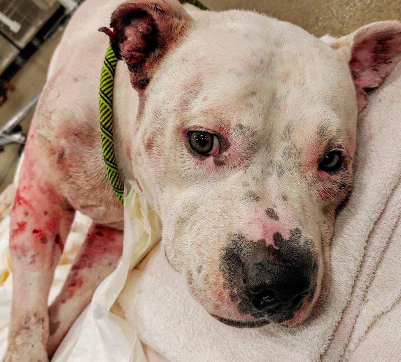 wounded dog