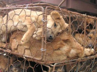 dog meat dog