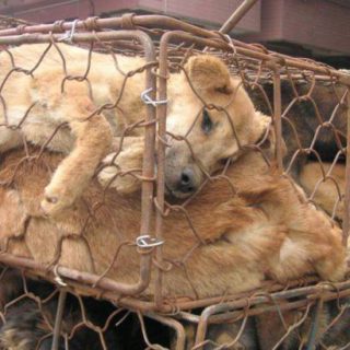 dog meat dog