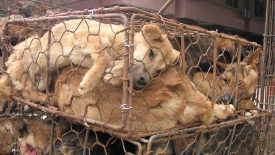 dog meat dog