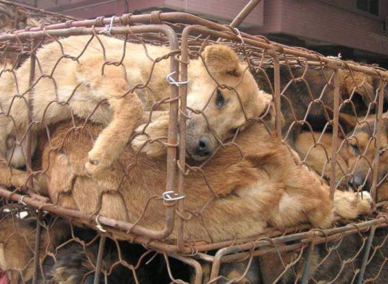dog meat dog
