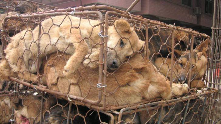 dog meat dog