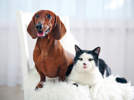 dog and cat