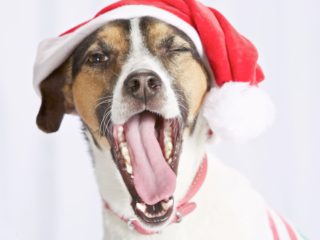 dog in christmas hat