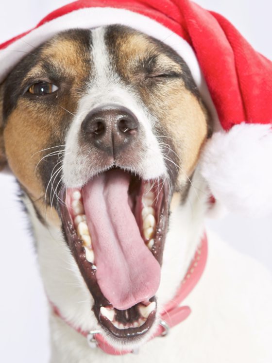 dog in christmas hat