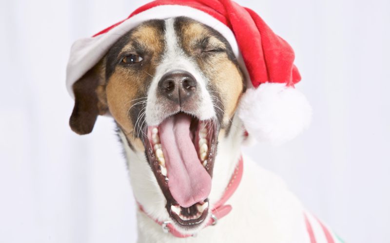 dog in christmas hat