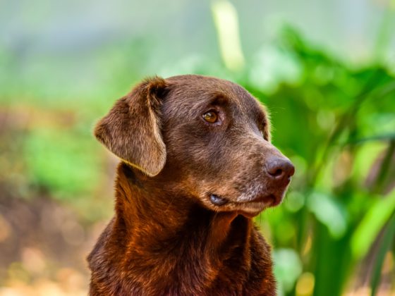 senior brown labrador