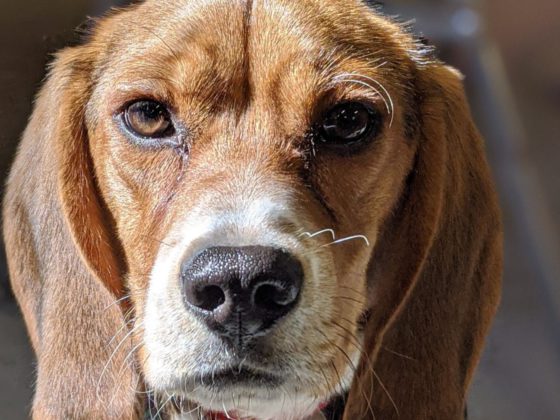 beagle face