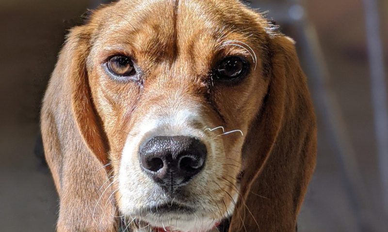 beagle face