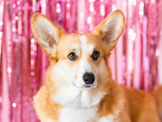corgi with glitter background