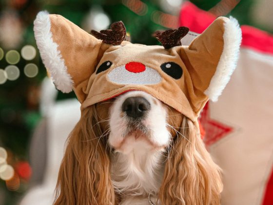 christmas dog