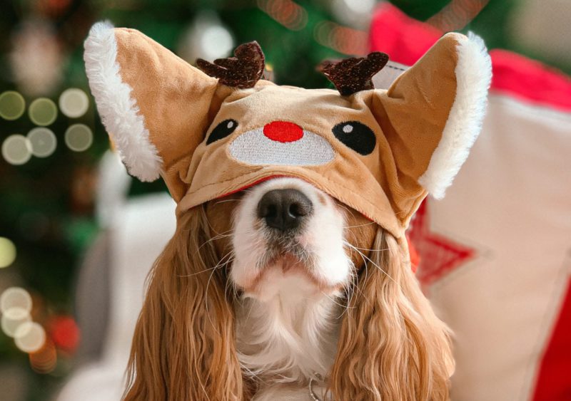 christmas dog