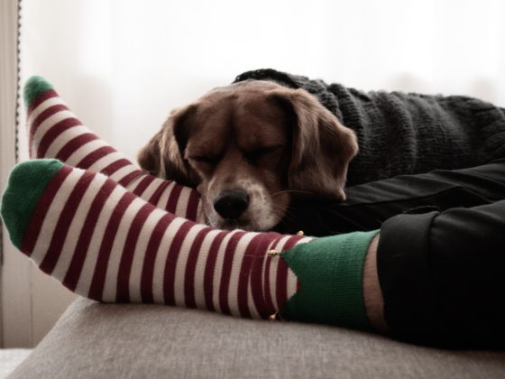 dog with elf stockings