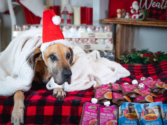 christmas dog