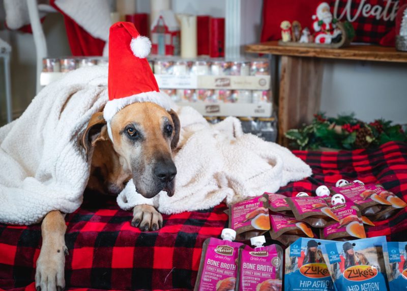christmas dog