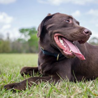 smiling lab in grass