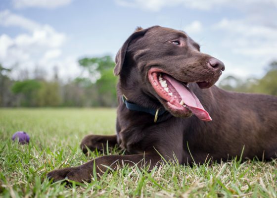 smiling lab in grass