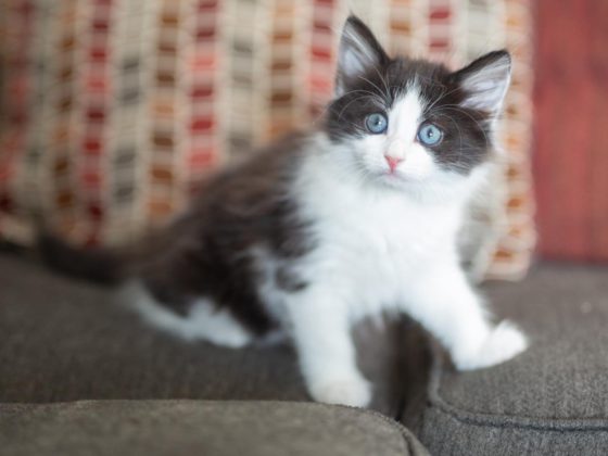 kitten