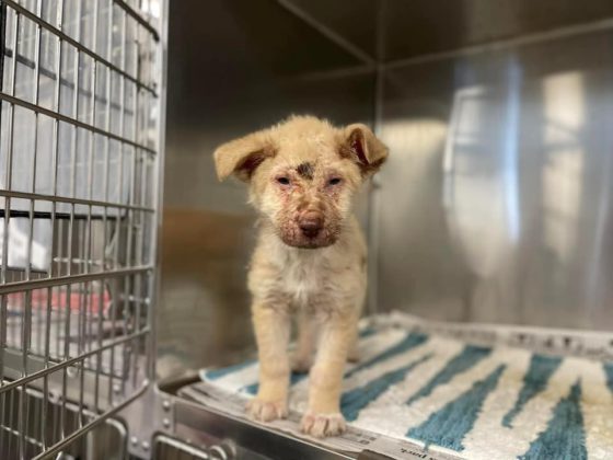 dallas dog rescue