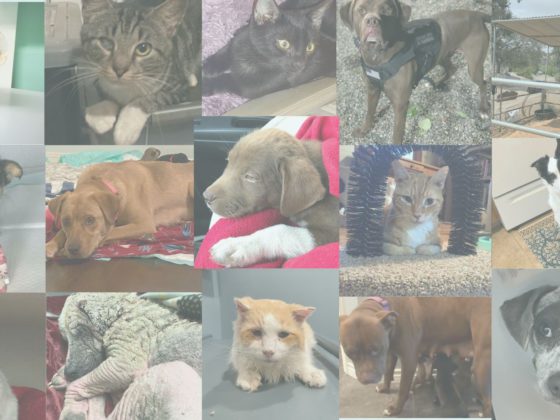 cuddly club animals