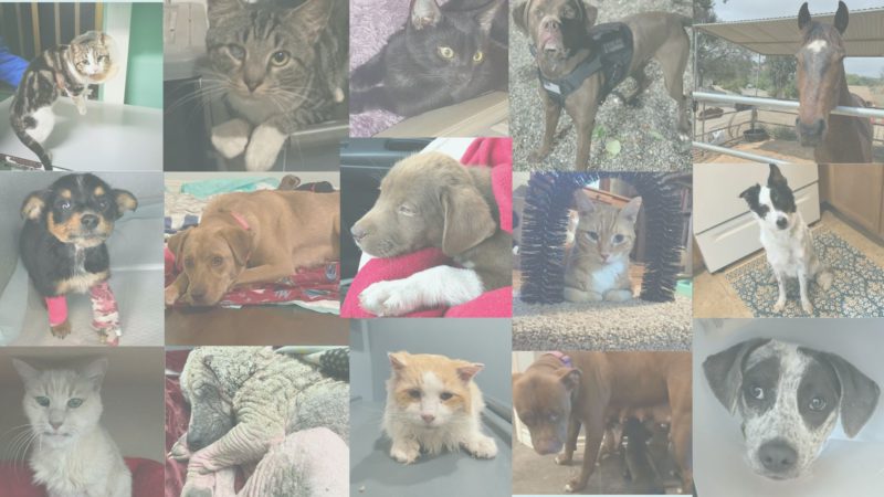 cuddly club animals