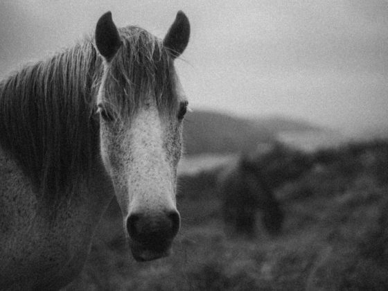 black and white horse