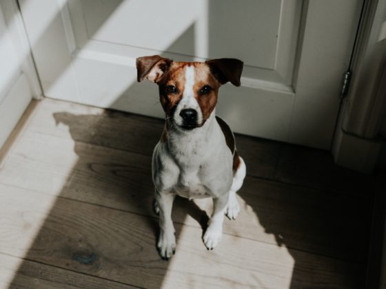 terrier sitting