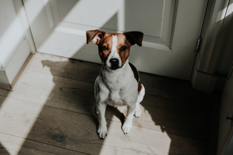 terrier sitting