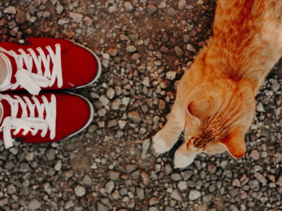cat with red shoes