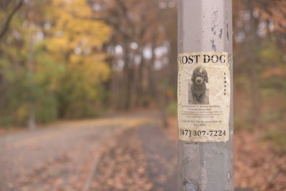 lost dog poster