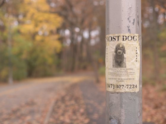 lost dog poster