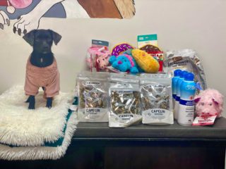 dog with fish treats