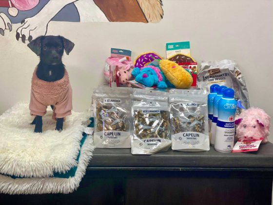 dog with fish treats