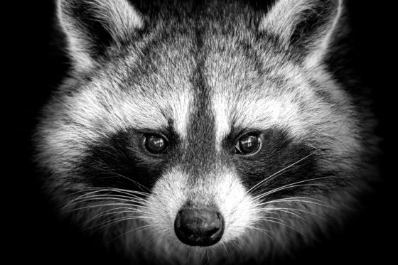 raccoon face