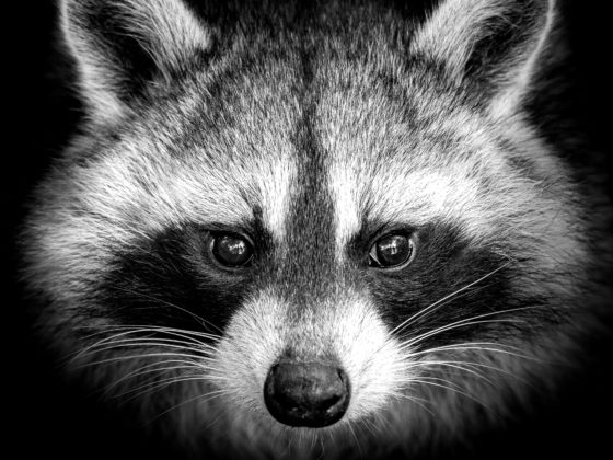 raccoon face